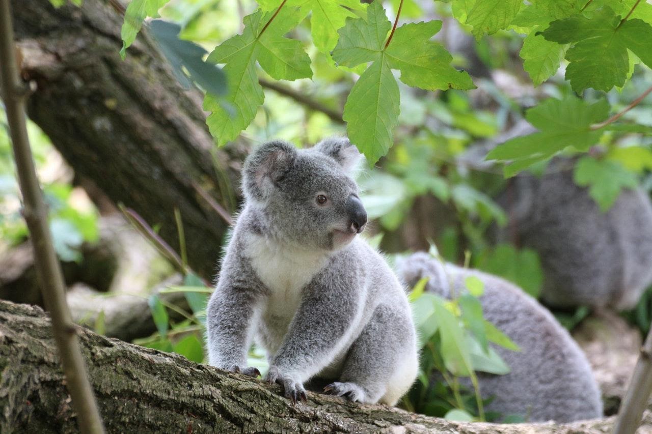 Koalas