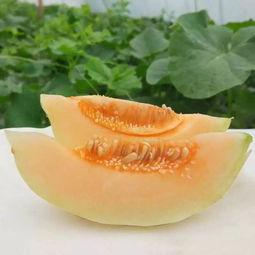 昆明小蜜瓜今日价格,新鲜上市，品质保证，价格实惠