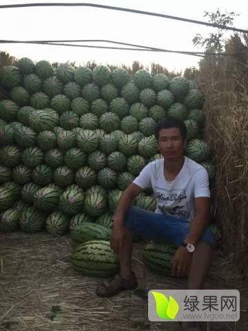 嘉兴硒砂瓜今日价格,价格行情一览