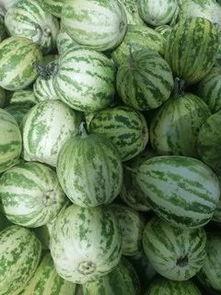水果吊瓜今日行情,价格波动与市场动态一览