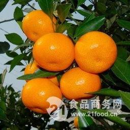 水果吊瓜今日行情,价格波动与市场动态一览