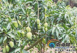 海南梨瓜今日价格,市场行情稳中向好