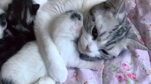 相扑猫微密今日瓜,揭秘网络红猫的幕后故事