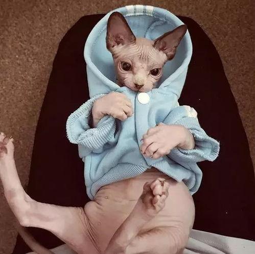 相扑猫微密今日瓜,揭秘网络红猫的幕后故事