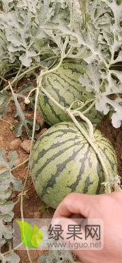建水今日小瓜价格,新鲜上市，实惠抢购！