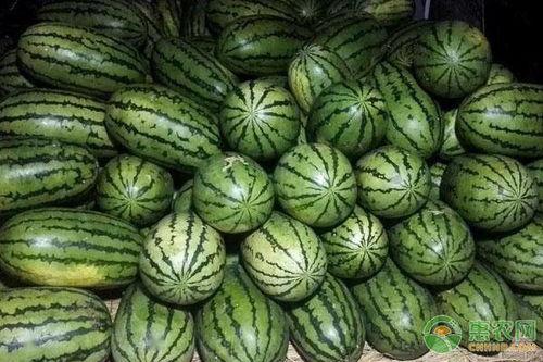雷州美都瓜今日价格,价格行情一览”