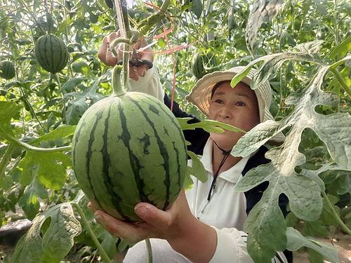 小吊瓜山西今日价格,市场行情一览”