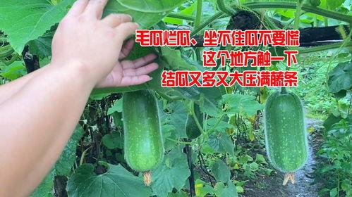 今日下桥毛瓜价格,市场行情实时解析
