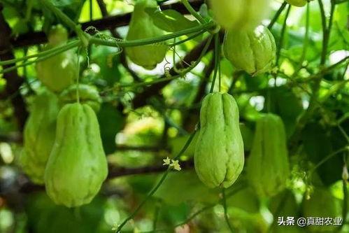 佛手瓜价格今日价格,市场行情一览”