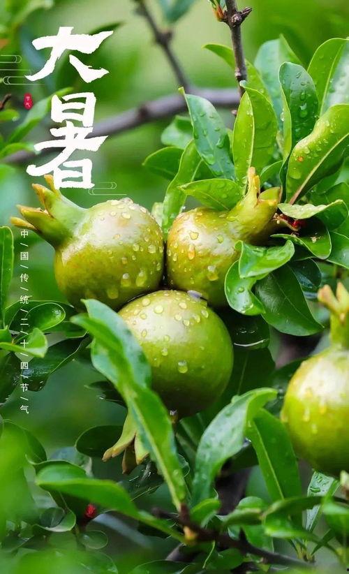 今日沉瓜的意思,探寻瓜果背后的文化韵味