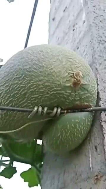 元谋哈密瓜今日价格,品质佳品，价格亲民