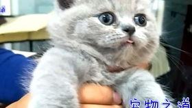 51今日吃瓜胖猫,胖猫带你领略网络热点新风向