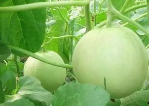 瓜今日市场价西安,新鲜瓜果价格一览