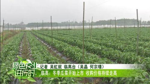 瓜菜今日价格表,今日市场行情一览