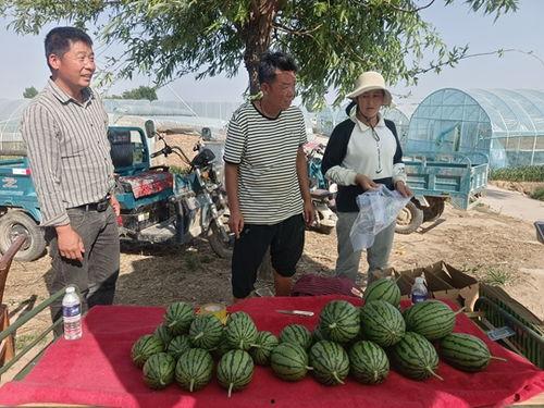 漯河小吊瓜今日价格,价格行情一览”