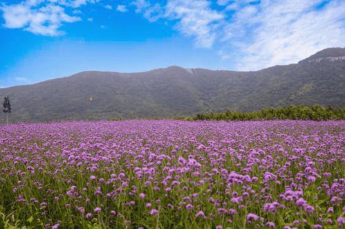三瓜公社今日花海直播,沉浸式赏花体验，共赴春日浪漫之旅