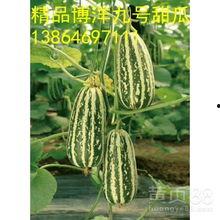 山东博洋瓜今日价,价格实惠抢购正当时