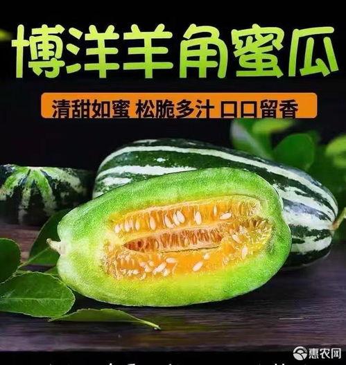 山东博洋瓜今日价,价格实惠抢购正当时