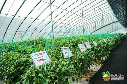 今日寿光瓜菜价格,今日价格一览，新鲜蔬菜价格波动解析”